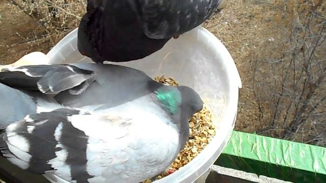 Конфета и Филин забрались в ведро с кормом! смотреть онлайн