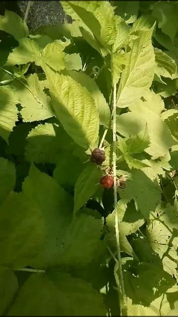 rubus - кое-кто) из малинового семейства смотреть онлайн
