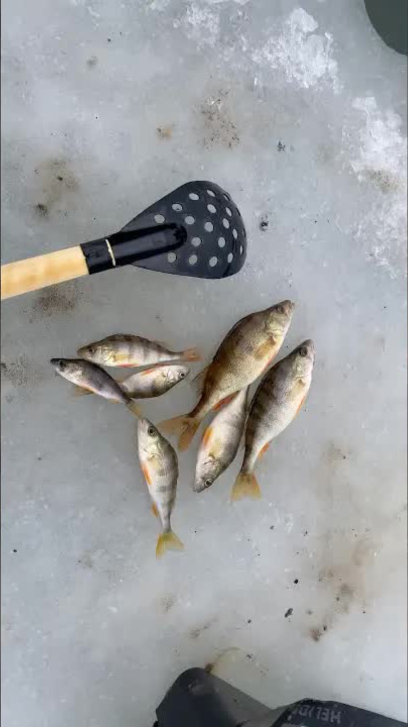 зимняя рыбалка #рыбалка #fishing #carpfishing #зимняярыбалка #icefishing #рыба #жерлицы #карп #щука смотреть онлайн