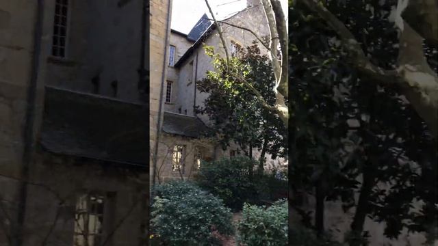 Якщо обрізати платан десятиліттями- як це виглядає смотреть онлайн