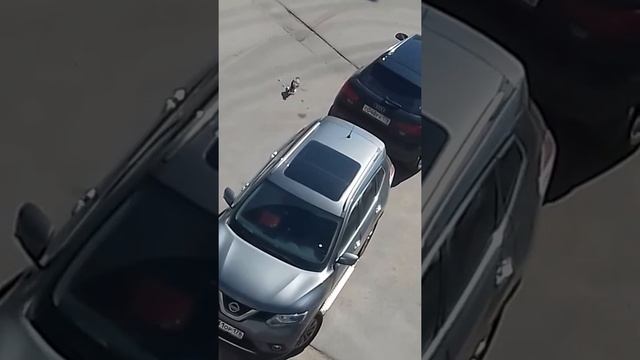 Бедный голубь!!!!😢😢😢😢😢 смотреть онлайн