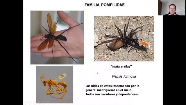 Controladores Biológicos смотреть онлайн