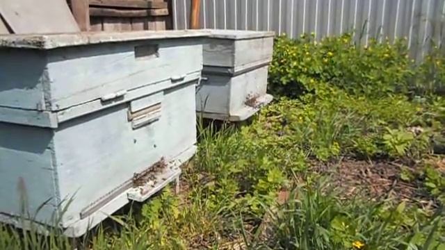 пчелы взяток на рапсе смотреть онлайн