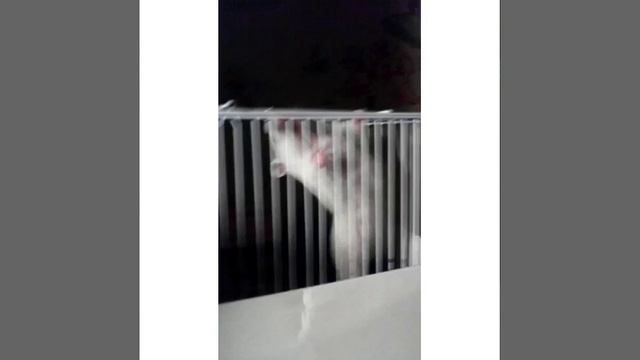 Мой  Hamster - акробат !