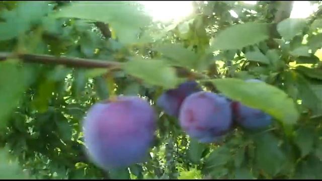 Огромная алыча на обычной. Результат калировки