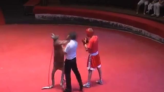 Бой без правил кенгуру против кикбоксера чемпион