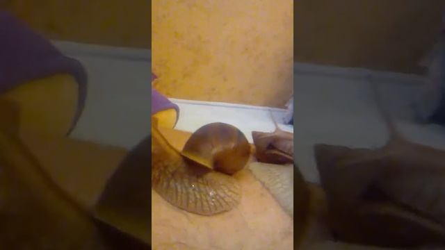 Улитки мссажистки!