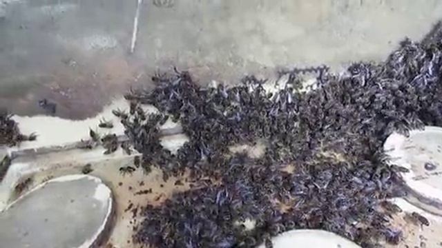 подсиливаю зимой, отводок пчел с привозной маткой при зимовке на воле, обновление 22.02.2025 смотреть онлайн