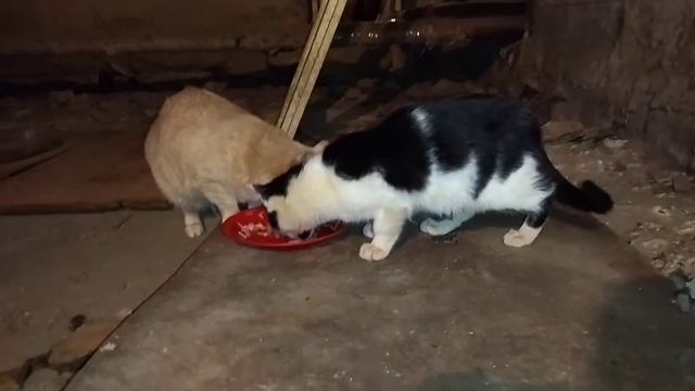 Пристраиваются с места обитания 1