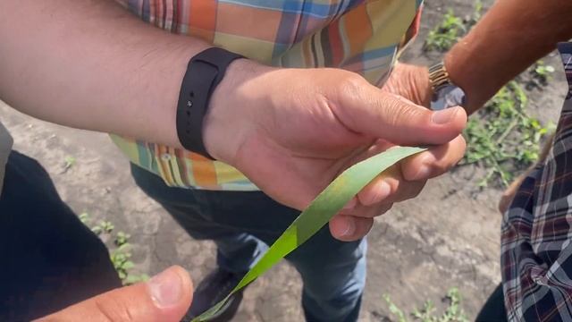 19.07. Пшеница ЗАО Дубровинское, Усть-Тарский р-н. смотреть онлайн