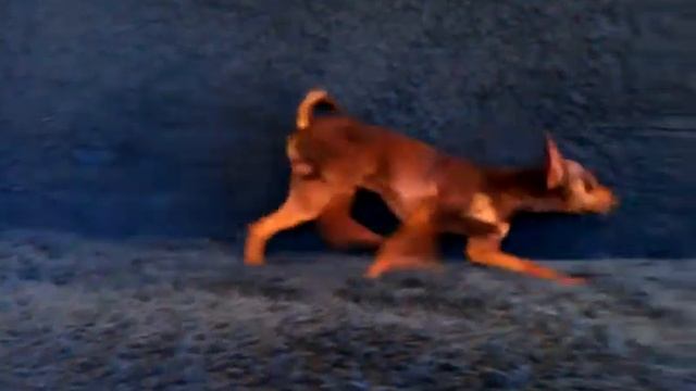 Веня смотреть онлайн