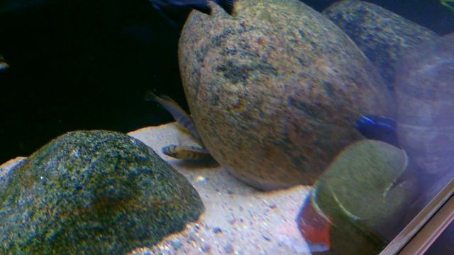 Tarło Labidochromis Hongi Red Top Sweden смотреть онлайн