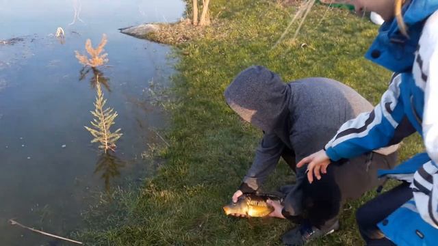 Дзеркальний короп весною на червяка смотреть онлайн