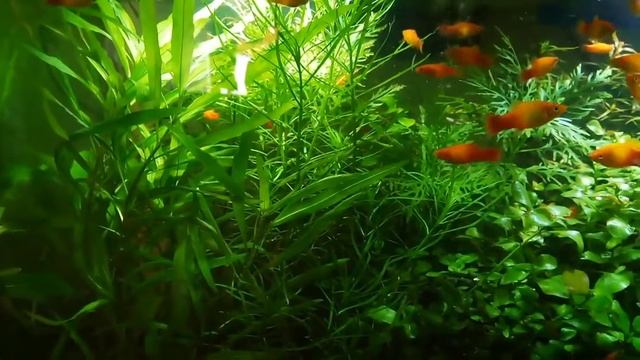 Platies, Sunset Platies, Ludwigia Repens, Ludwigia Lacustris, Hygrophila Corymbosa смотреть онлайн