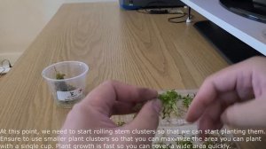 ROTALA MANIPURENSIS - Unboxing and Planting