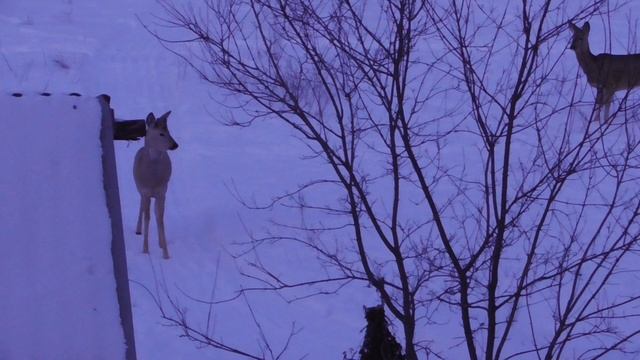 Косули подход. смотреть онлайн