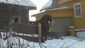 цыганские лошади на канале romadrab