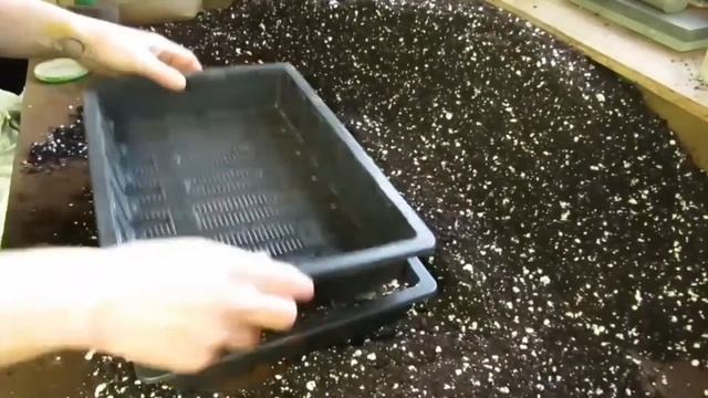 How to Grow Micro Greens (Great from Window Sill Growing) смотреть онлайн