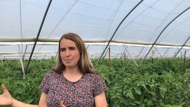 Seed to Table: Tomatoes at Cedar Meadow Farm / Red Tomato смотреть онлайн