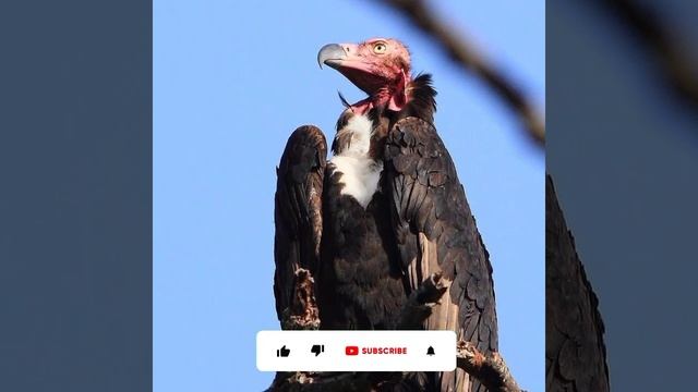 गिद्ध अपने पैरों पर पेशाब क्यों करते हैं? VULTURE #SHORTS #FACTIFANS #63 смотреть онлайн