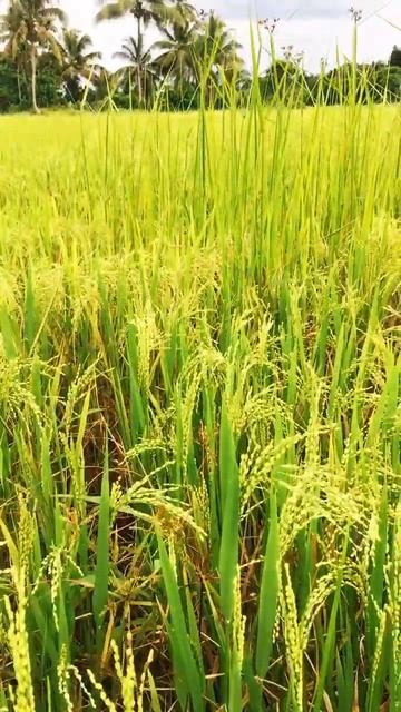 Green paddy field under the (dark) sky!🌾⛅️ #shorts #relaxing #viral #youtubeshorts #paddy #nature смотреть онлайн