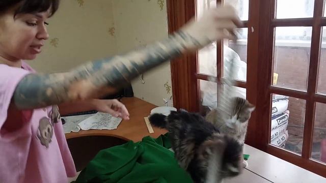 обычный день котов смотреть онлайн