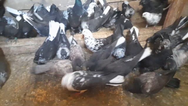 Николаевские голуби.