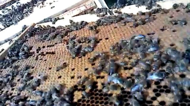 Рой. смотреть онлайн