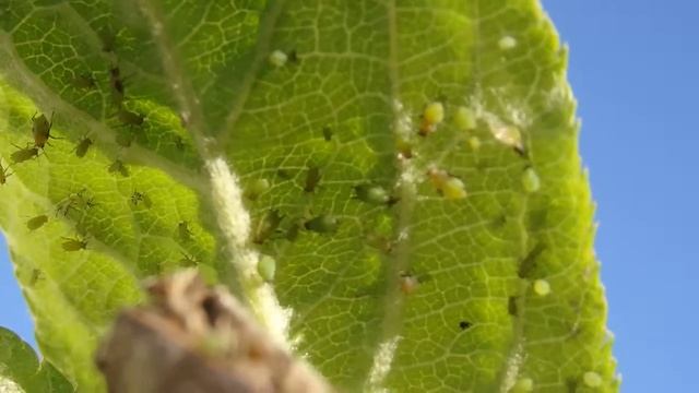 Pulgão Verde (Aphis Spiraecola)