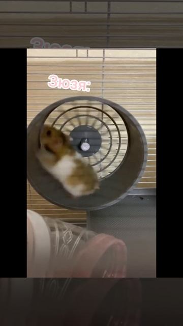 хомяк вырабатывает электричество🤣🤣🤣🤣 смотреть онлайн