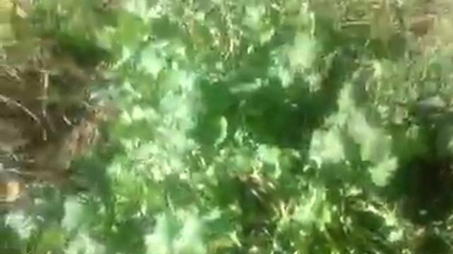 Бабье лето для лодырей , постирала палас. Сушу фасоль. Куры потоптали морковь. смотреть онлайн