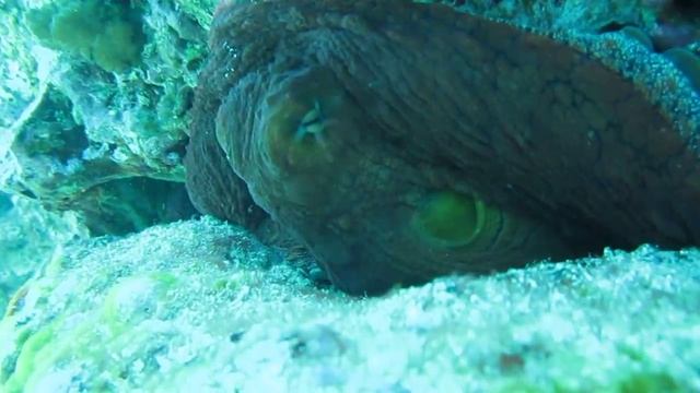 Hawaiian Day Octopus