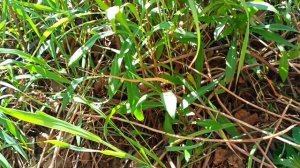 ЛОВЛЯ ПРЫТКИХ ЯЩЕРИЦ,НОРЫ ЯЩЕРИЦ