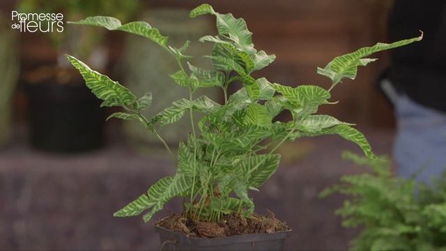 Découverte : coniogramma, la fougère bambou ! смотреть онлайн