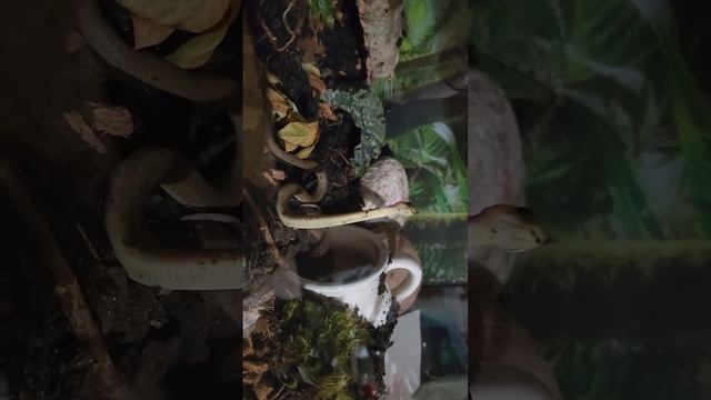 young rufous beaked snake catching mouse смотреть онлайн