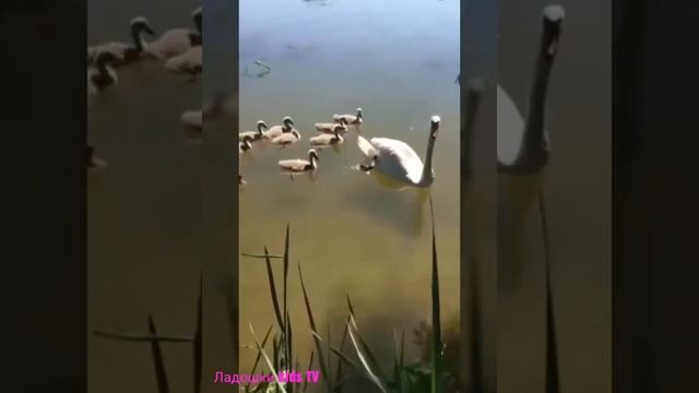 Встреча старого Друга// Пара Лебедей с Лебедятами смотреть онлайн