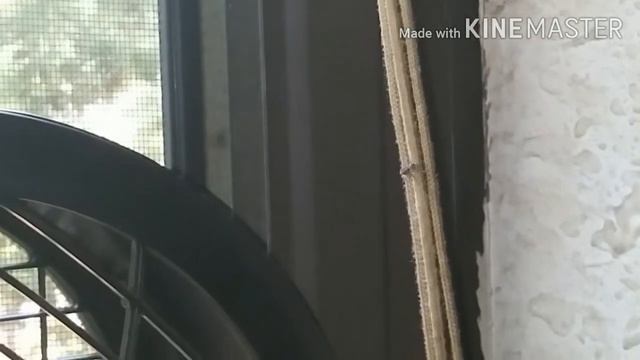Possible Attulus fasciger смотреть онлайн