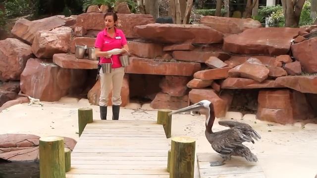 Pelican Feeding at Flamingo Las Vegas смотреть онлайн