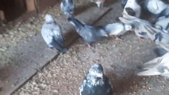 Обзор моих голубей🕊🕊🕊19.04.2023 смотреть онлайн