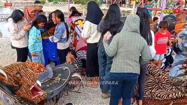 Singo Barong 3 || BUDHAYA KATRESNAN Feat KMJ Live Pantai Ujung Piring Kec Mlonggo || Barongan Jepar