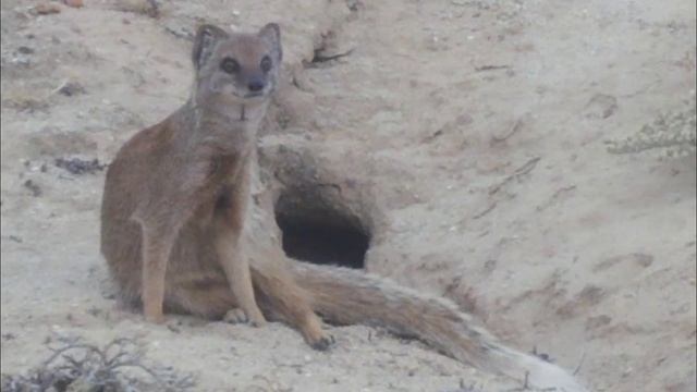 MONGOOSE MEETS COWS ☆ MONGOOSE MAGIC MOMENTS ☆ THE TSEBOKOLODI YELLOW MONGOOSES ☆ THE MEERKAT MAN ☆ смотреть онлайн