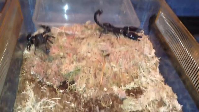 Mating Attempt 2 Heterometrus Petersii