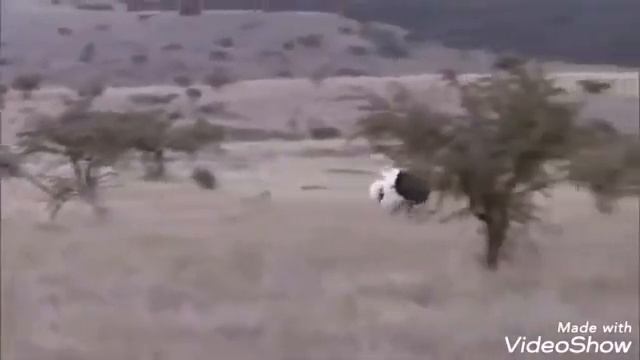 Хучуми гепард ба шутумург