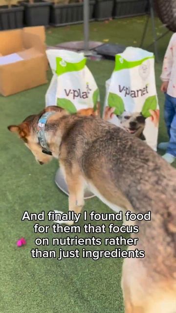 Plant Based Protein Source Food For My Dogs And They Love It!