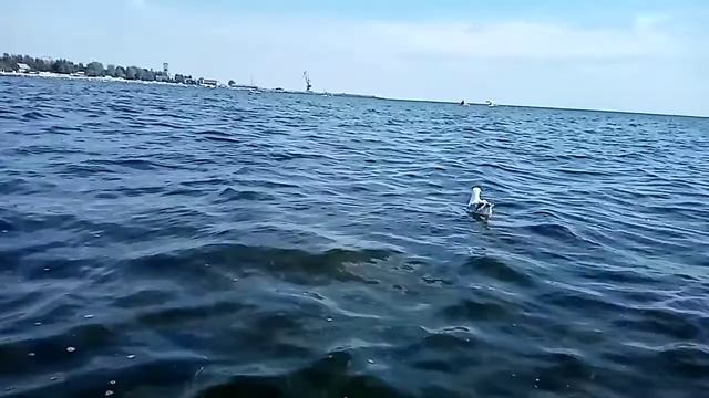 Черноморская чайка смотреть онлайн