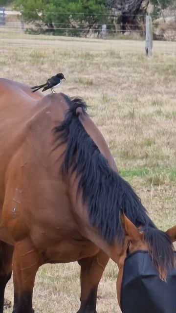 Brazen Willy Wagtail On Horse Back