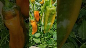 Сладкий перец Рамиро Оранжевый.