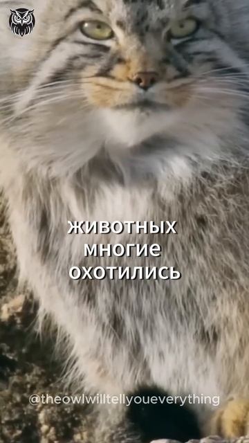 Манул не домашний питомец #cat #manul #манул #shortvideo #шортс смотреть онлайн
