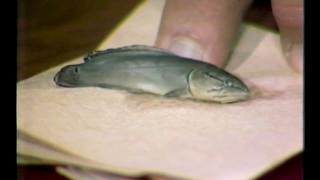 Bald Eagle In Studio -  Bass Information - Vintage Duck Hunt  - Len Lee Rue Interview 1982-09-23