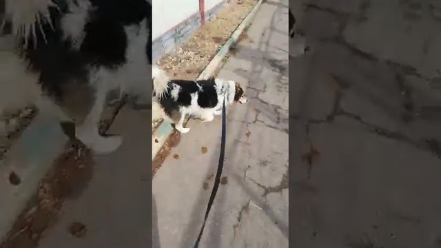 Трезор на поводке  и другая собака 14.02.